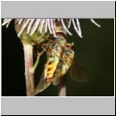 Eupeodes corollae - Gemeine Feldschwebfliege 05c.jpg
